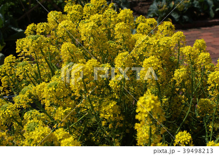 レッチェナタリアの花 レッチェナタリアの花 39498213