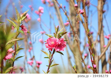 アンズの花満開 アンズの花満開 39498279