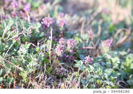 ヒメオドリコソウの花 ヒメオドリコソウの花 39498280