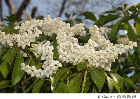 アセビの花 アセビの花 39498634