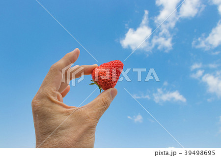 瑞々しい収穫したばかりのいちご 39498695