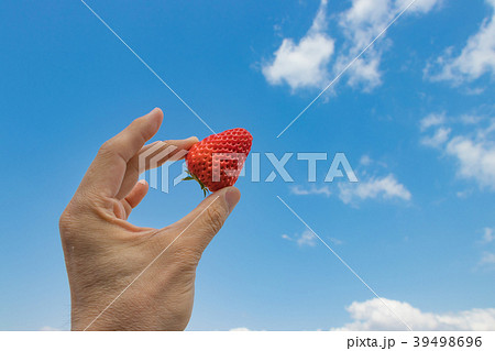 瑞々しい収穫したばかりのいちご 39498696