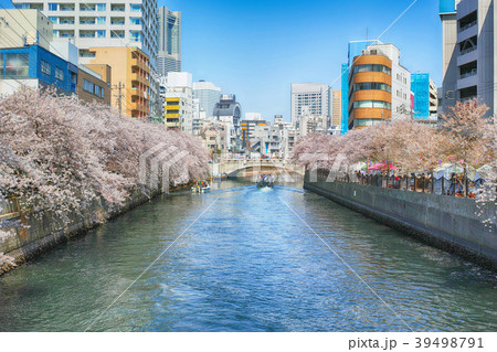 旭橋から大岡川の満開の桜　神奈川県横浜市 39498791