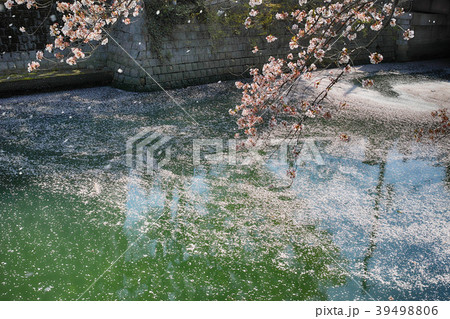 桜の花びらが浮いた川面 神奈川県横浜市 桜の花びらが浮いた川面 神奈川県横浜市 39498806