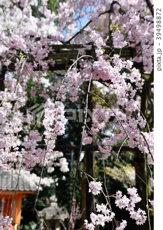 京都伏見 御香宮神社 39498872