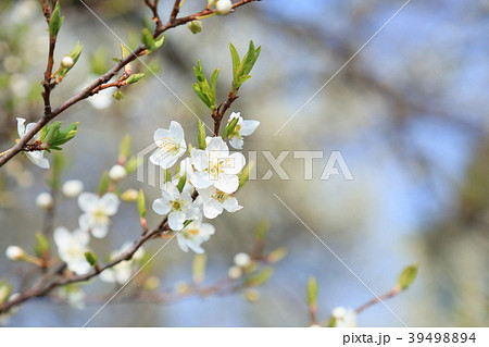 プルーンの花満開の写真素材