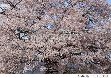 長野県大町市 須沼の一本桜 長野県大町市 須沼の一本桜 39499101
