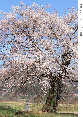 長野県大町市 須沼の一本桜 長野県大町市 須沼の一本桜 39499103