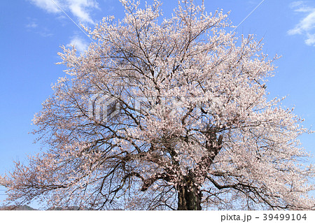 長野県大町市　須沼の一本桜 39499104