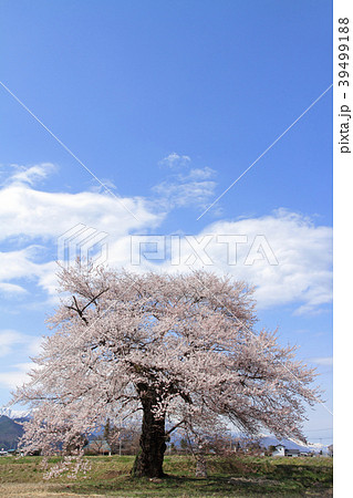 長野県大町市 須沼の一本桜 長野県大町市 須沼の一本桜 39499188