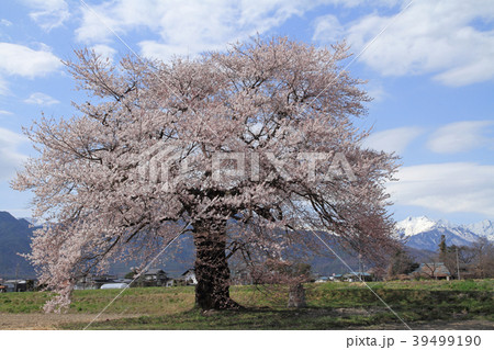 長野県大町市　須沼の一本桜 39499190