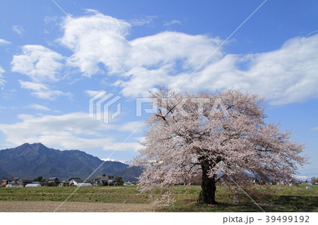 長野県大町市　須沼の一本桜 39499192