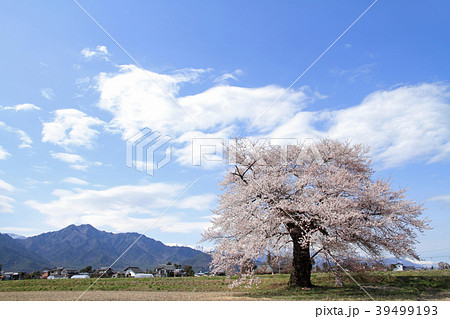 長野県大町市　須沼の一本桜 39499193