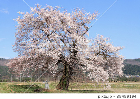 長野県大町市　須沼の一本桜 39499194