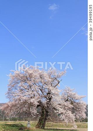 長野県大町市 須沼の一本桜 長野県大町市 須沼の一本桜 39499195