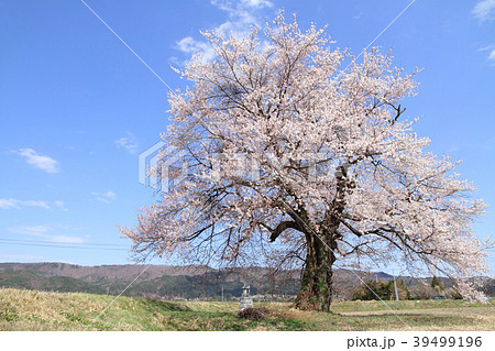 長野県大町市 須沼の一本桜 長野県大町市 須沼の一本桜 39499196