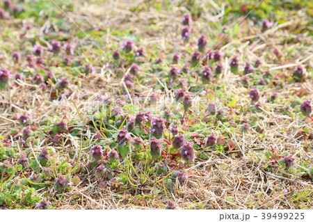 ヒメオドリコソウの花 ヒメオドリコソウの花 39499225
