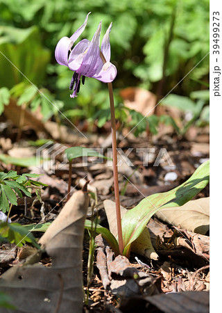 カタクリ 39499273