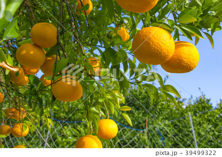 夏みかん 夏みかん 39499322