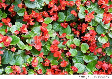 Begonia Flowers Begonia Flowers 39499825