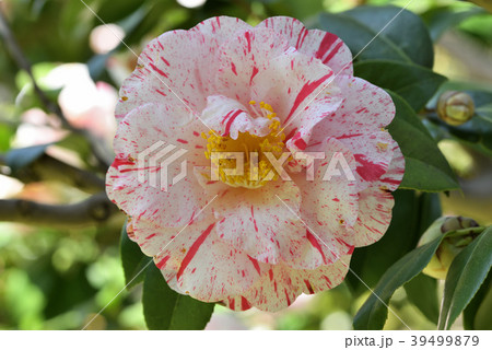 ツバキ(古金欄) ツバキ(古金欄) 39499879