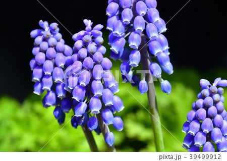 ムスカリの花 ムスカリの花 39499912