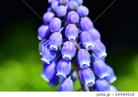 ムスカリの花 39499916