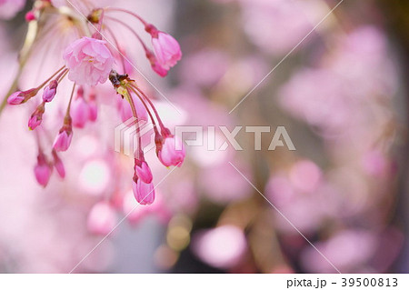 枝垂れ桜一枝 枝垂れ桜一枝 39500813