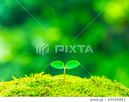 植物の芽生え 39500961