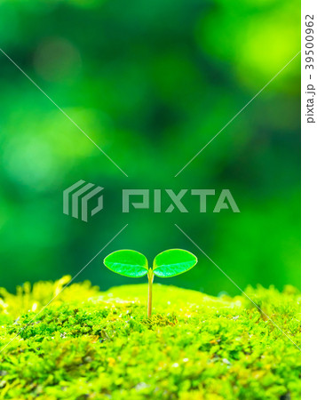 植物の芽生え 39500962