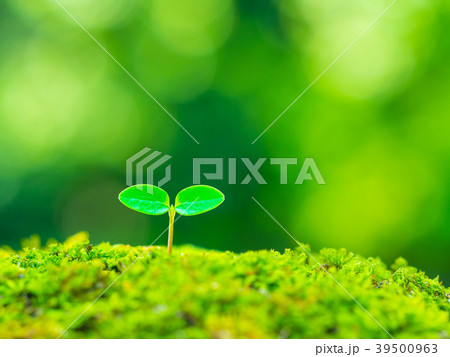 植物の芽生え 39500963