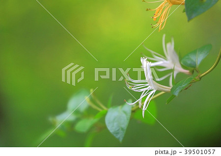 スイカズラの花 スイカズラの花 39501057