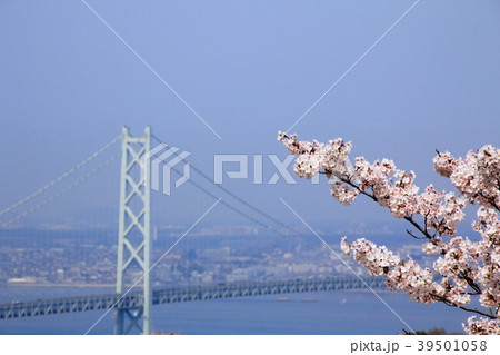 明石海峡大橋と桜 明石海峡大橋と桜 39501058
