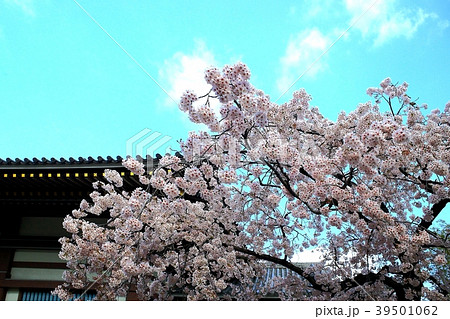 しだれ桜の花とお寺の屋根と青空 39501062