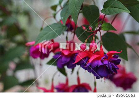 ダラープリンセス・フクシアの蕾と花 ダラープリンセス・フクシアの蕾と花 39501063