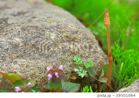ツクシと大岩 ツクシと大岩 39501064