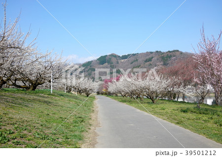 琅鶴湖　満開の梅園　　長野市信州新町 39501212