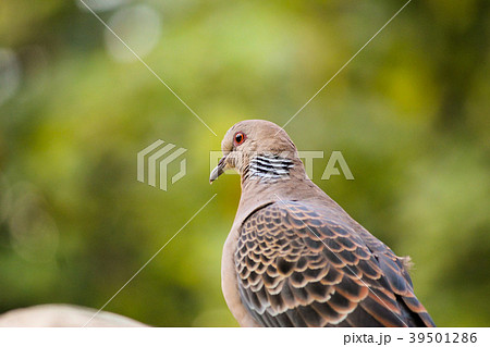 台湾 台北 台北市 39501286