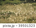 タンポポ　綿毛6 39501323