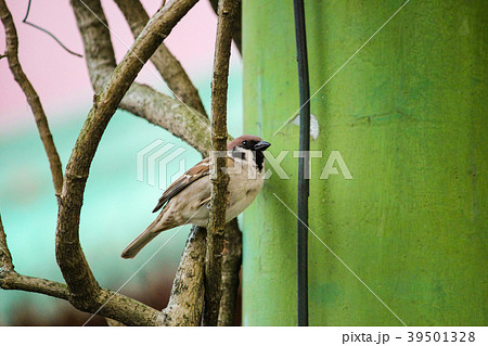 台湾 台北 台北市 39501328