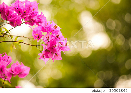 台湾 台北 台北市 39501342