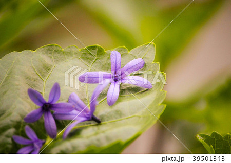 台湾 台北 台北市 39501343