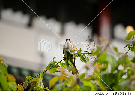 台湾 台北 台北市 39501345