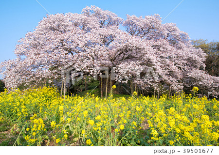 吉高の大桜 39501677