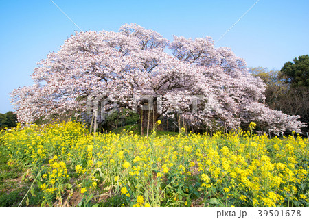 吉高の大桜 39501678