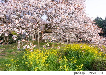 吉高の大桜 39501681