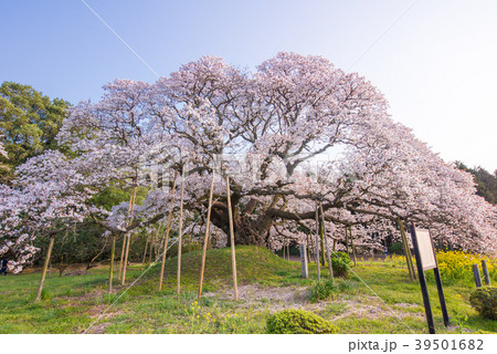 吉高の大桜 39501682