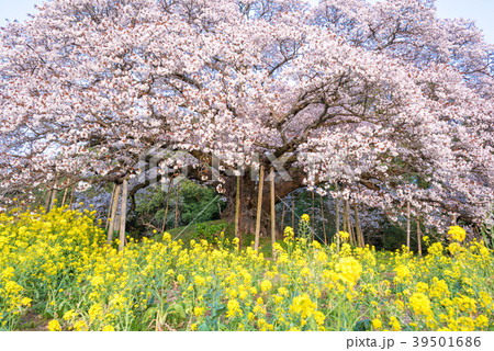 吉高の大桜 吉高の大桜 39501686