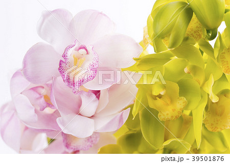 白背景の2種のデンドロビウムの花 白背景の2種のデンドロビウムの花 39501876