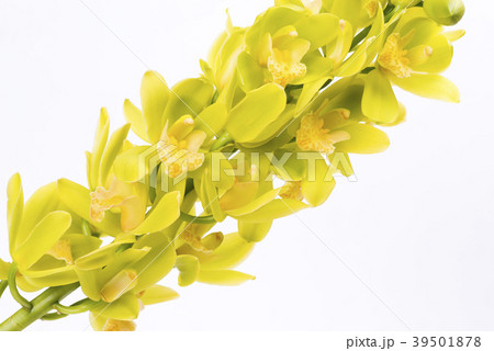 白背景の緑色のデンドロビウムの花の写真素材